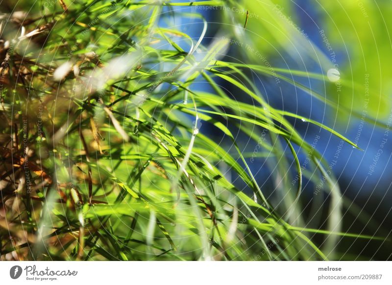 above me the sky so blue ... Summer Nature Drops of water Grass Blue Green Calm Colour photo Close-up Deserted Morning Shadow Light (Natural Phenomenon) Blur