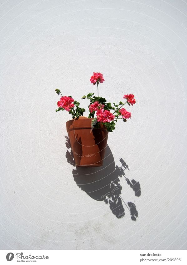 wallflower Summer Beautiful weather Plant Flower Pot plant Wall (barrier) Wall (building) Kitsch Cliche Brown Pink White Idyll Neutral Background Day Shadow