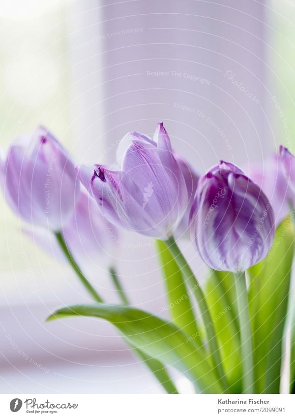 purple tulip Nature Plant Flower Tulip Leaf Blossom Blossoming Blue Green Violet White Beautiful bouquet of tulips Colour photo Interior shot Close-up Deserted