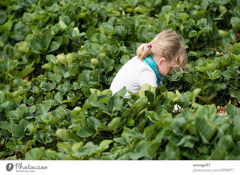 in strawberry field ii Human being Child Toddler Girl 1 3 - 8 years Infancy Plant Leaf Agricultural crop Strawberry Field Green Turquoise White Pick Harvest