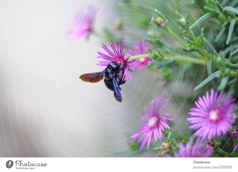 insect Nature Plant Animal Summer Flower Blossom Fly 1 Blossoming Fragrance Crawl Exotic Sweet Violet Spring fever Beautiful Movement Idyll Insect Colour photo