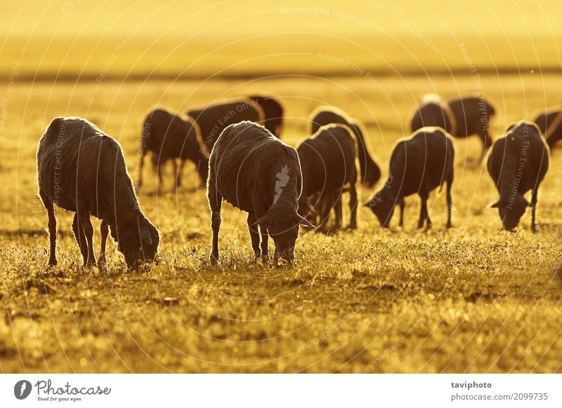 sheep herd in sunrise orange light Beautiful Vacation & Travel Summer Nature Landscape Animal Grass Meadow Herd To feed Natural Cute Green Colour Tradition