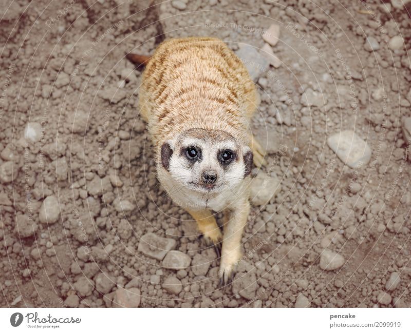 any more questions? Elements Earth Wild animal Zoo 1 Animal Observe Advice Smiling Looking Meerkat Stone Eyes Ask Colour photo Subdued colour Exterior shot