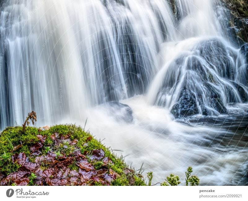 Let it flow! Nature Landscape Elements Water Spring Plant Leaf Waterfall Triberg Relaxation Experience Eternity Serene Idyll Life Long exposure Wet Flow Rock