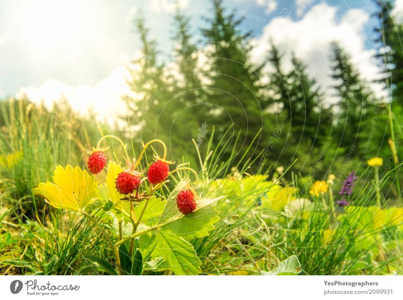 Wild strawberries bush in a summer forest decor Fruit Nutrition Diet Joy Happy Summer Environment Nature Plant Forest Fresh Delicious Natural air dust Berries