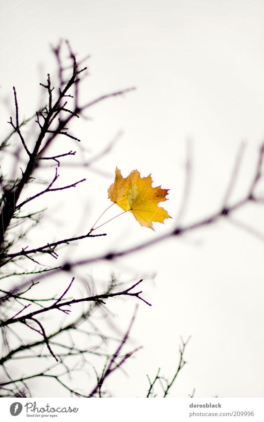 autumn Nature Cloudless sky Autumn Bad weather Leaf Cold Yellow Tree Branch Twig Colour photo Subdued colour Exterior shot Deserted Copy Space top