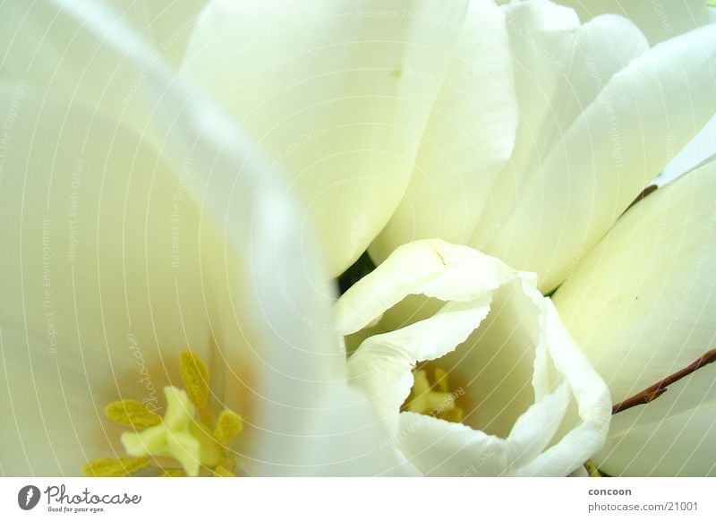 Clear, pure & fresh White Flower Macro (Extreme close-up) Blossom Blossom leave Leaf Fresh Pure Clarity New