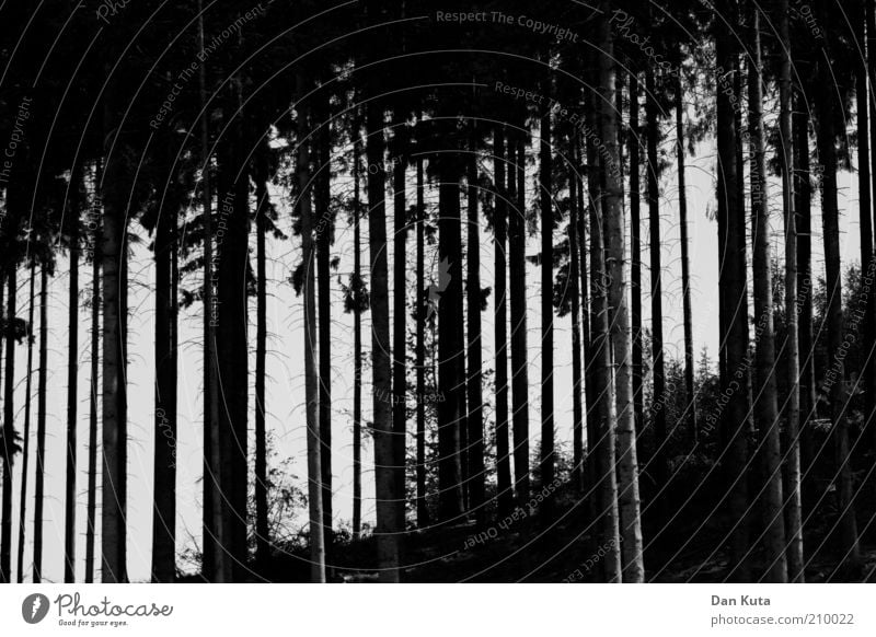 line in the landscape Nature Forest Hill Esthetic Bizarre Precision Growth Attachment Coniferous forest Fir tree tall Vertical Black Black & white photo