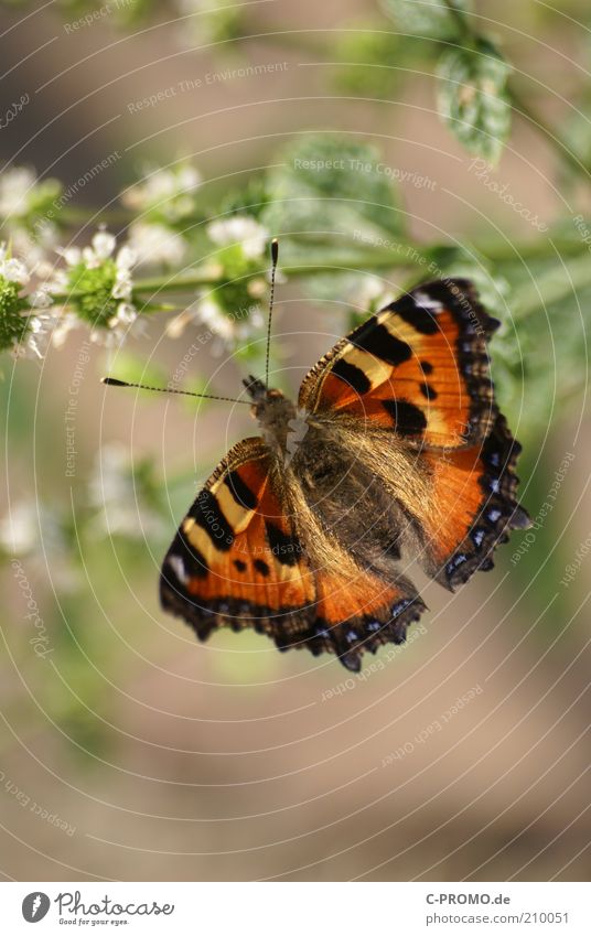 Little Fox Animal Butterfly 1 Brown Multicoloured Yellow Black Small tortoiseshell Nymphalis urticae Wing Feeler Colour photo Exterior shot Day Light