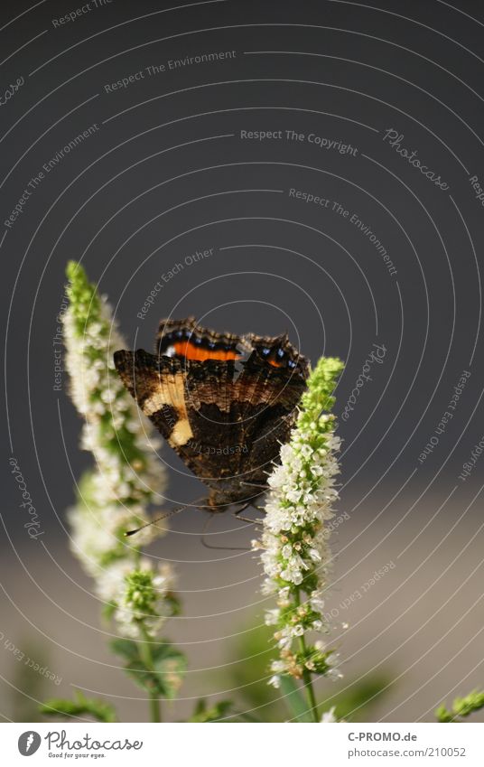Little Fox II Butterfly 1 Animal Sit Small tortoiseshell Wing Feeler Colour photo Exterior shot Day Deep depth of field Plant Blossom Grass Copy Space top Green