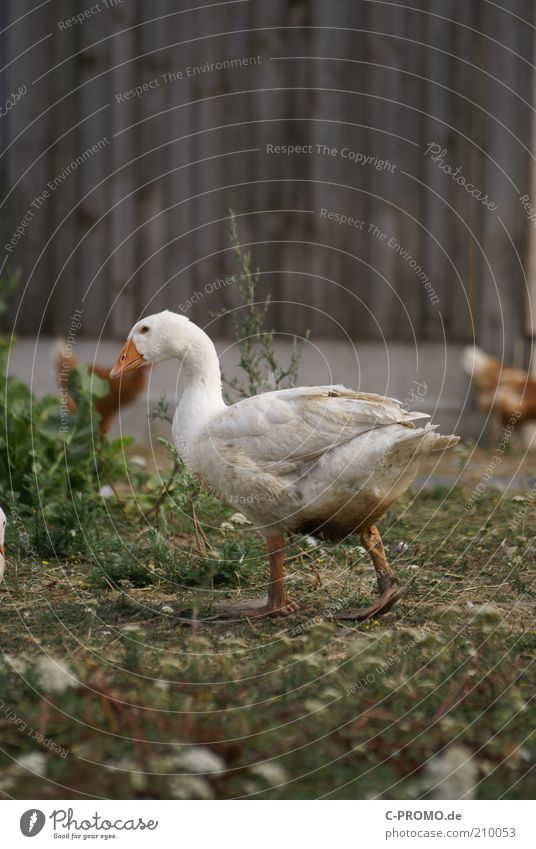...and then I'm going to go away. Animal Pet Goose 1 Walking Farm Barn Poultry farm Organic farming floor maintenance Waddle Colour photo Subdued colour