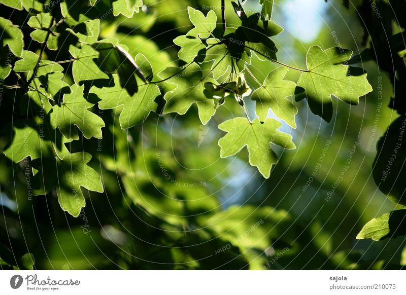 foliage Environment Nature Plant Tree Leaf Foliage plant Agricultural crop Maple tree Maple leaf Maple branch Illuminate Growth Green Esthetic Contentment