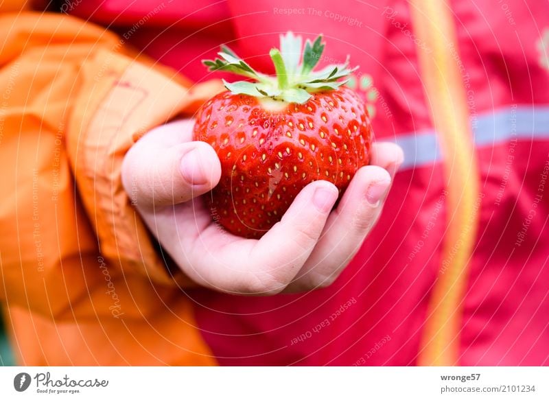 gem Child Toddler 1 Human being Summer Agricultural crop Strawberry Fresh Healthy Large Juicy Sweet Multicoloured Orange Red Fruit Fruity Hand Children`s hand
