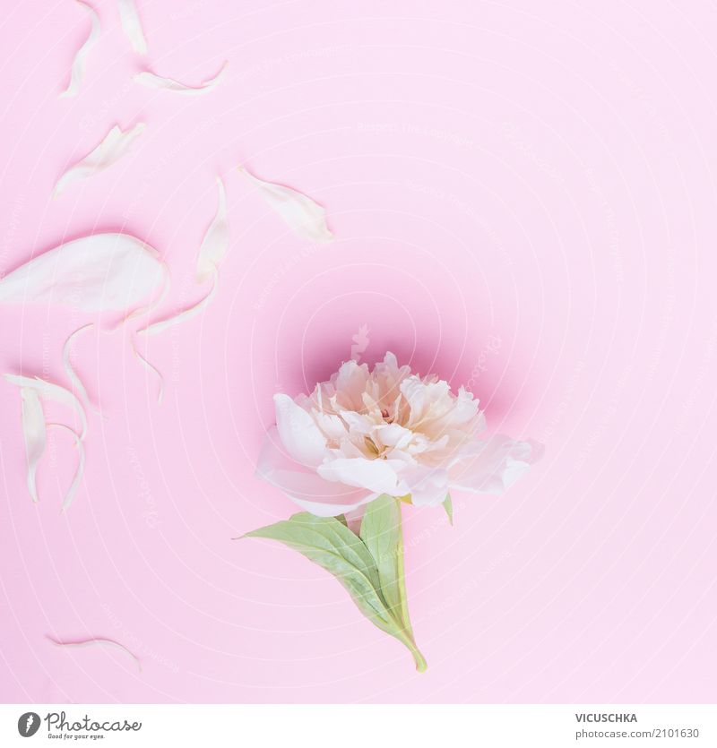 Pastel pink peony flowers and petals Lifestyle Style Design Summer Feasts & Celebrations Valentine's Day Mother's Day Wedding Birthday Nature Plant Flower Leaf