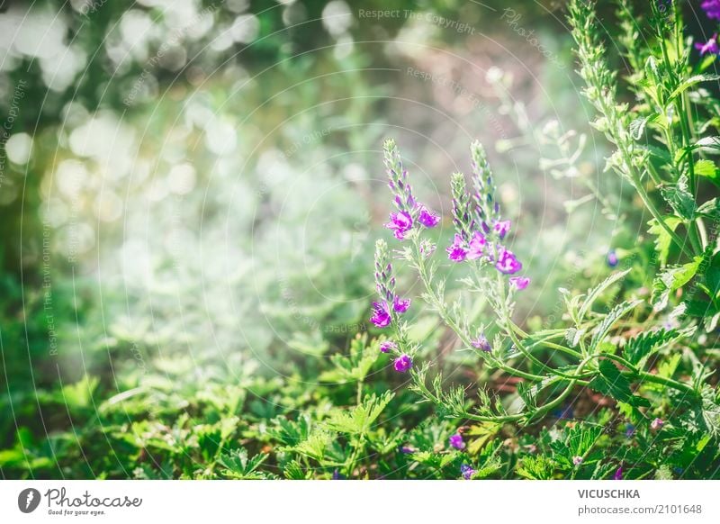 Green nature background with wild plants - a Royalty Free Stock Photo from  Photocase