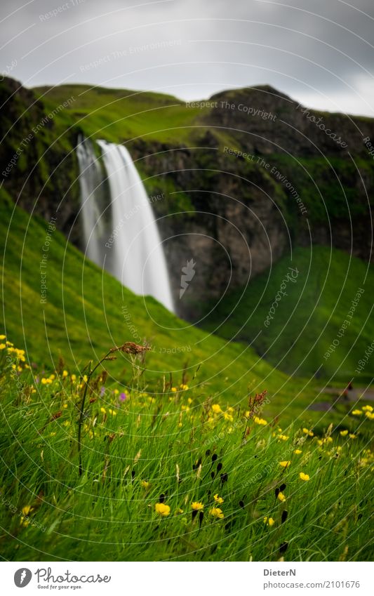 thriving Environment Landscape Plant Water Sky Clouds Summer Flower Grass Blossom Meadow Brown Yellow Green Iceland Waterfall Rock Wall of rock Colour photo