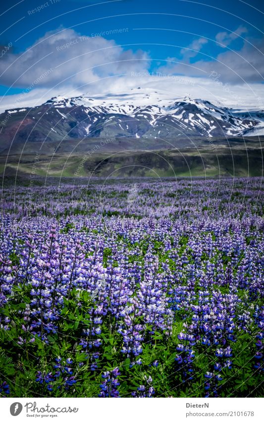 Lupine Fields Environment Landscape Plant Air Sky Clouds Summer Weather Beautiful weather Snow Flower Leaf Foliage plant Wild plant Meadow Mountain Peak