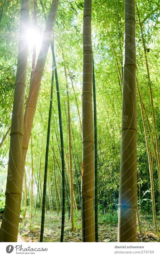 Recently in the forest Nature Sunlight Plant Green Bamboo Shadow Sunbeam Back-light Dazzle Bamboo stick Tall Forest