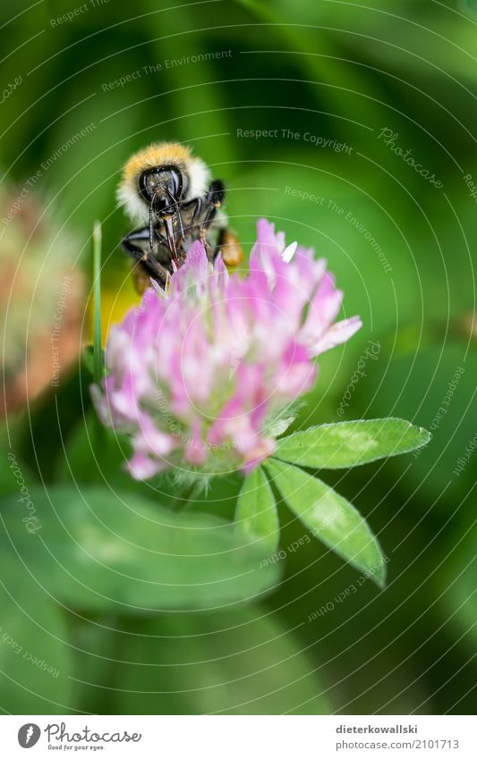 bumblebee Environment Nature Animal Climate Climate change Blossom Farm animal Wild animal To feed Bumble bee Tongue Clover blossom Nutrition