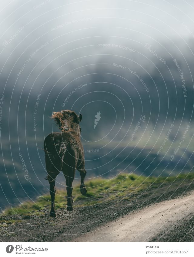 Encounter III Nature Landscape Plant Animal Sky Clouds Spring Bad weather Fog Grass Rock Mountain Horse 1 Brown Gray Green Iceland Ski piste Mane Canyon
