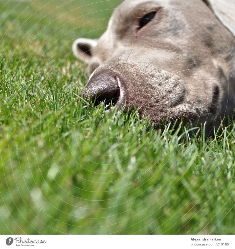 He's lying. Pet Dog Pelt Weimaraner Snout Relaxation Lie Sleep Lawn Grass Rest Stationary Colour photo Copy Space bottom Day Sunlight Animal portrait Forward