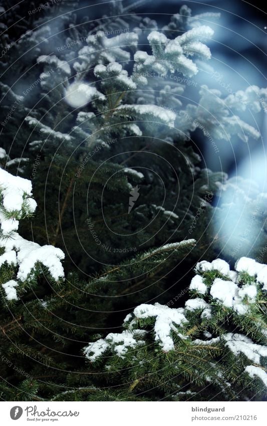 The Ghosts Of Christmas Eve Winter Snow Winter vacation Environment Nature Plant Ice Frost Wood Breathe Freeze Blue Green White Fir tree Fir needle