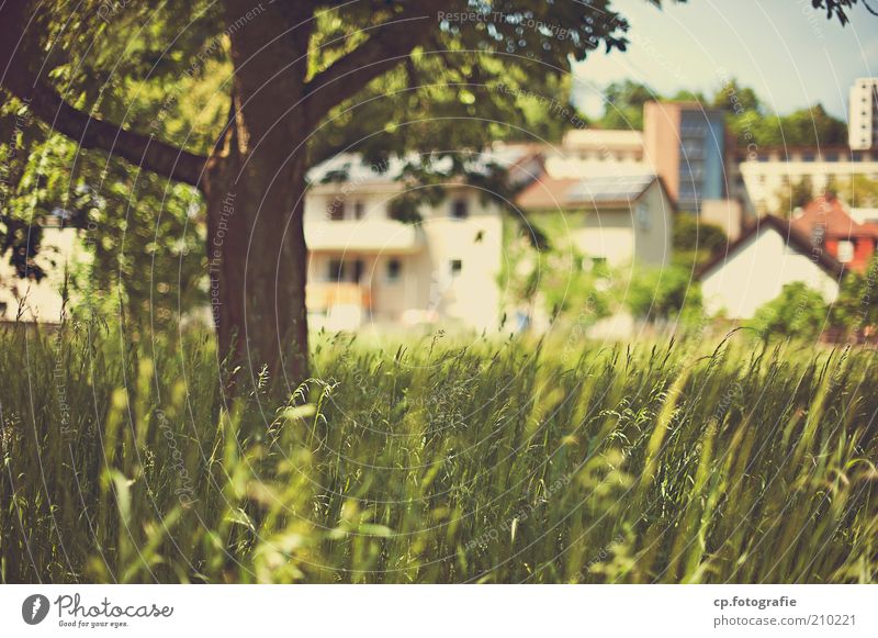 Small town idyll House (Residential Structure) Nature Landscape Plant Sunlight Beautiful weather Tree Grass Foliage plant Small Town Outskirts Deserted Building