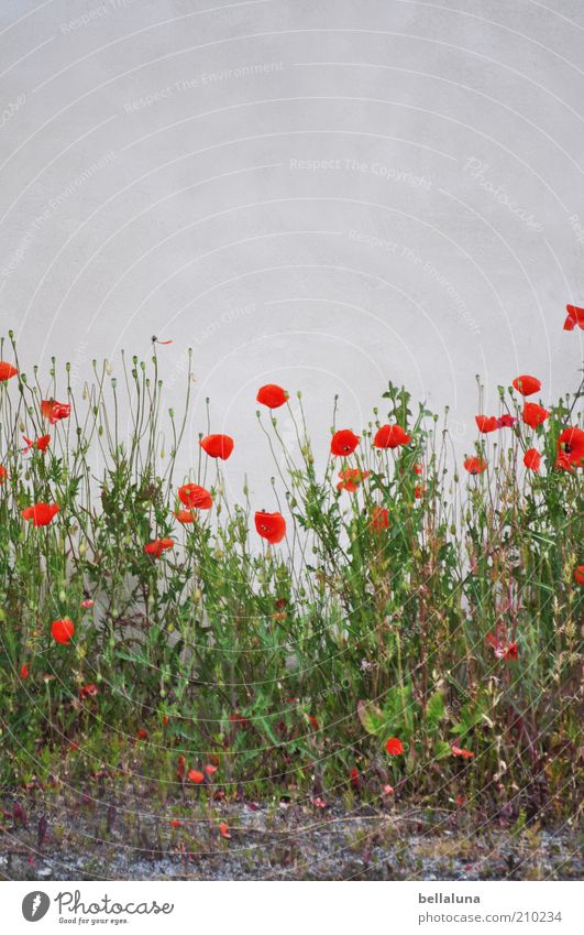 cheer up Environment Nature Plant Earth Summer Weather Beautiful weather Flower Grass Blossom Wild plant Gray Green Red White Poppy Poppy blossom