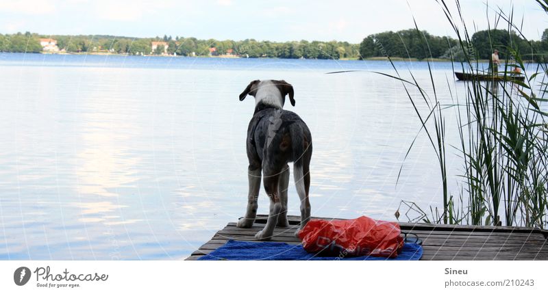 The lake calls... Nature Sky Summer Beautiful weather Lakeside wallitz Fishing boat Dog 1 Animal Baby animal Observe Relaxation Stand Wait Free Small