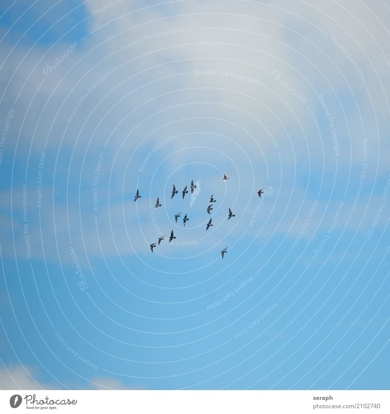 Pidgeon Swarm Pigeon Bird Animal Flock Flying Sky Floating Flight of the birds Clouds Level Group of animals Ornithology Wild animal Judder Feather Nature