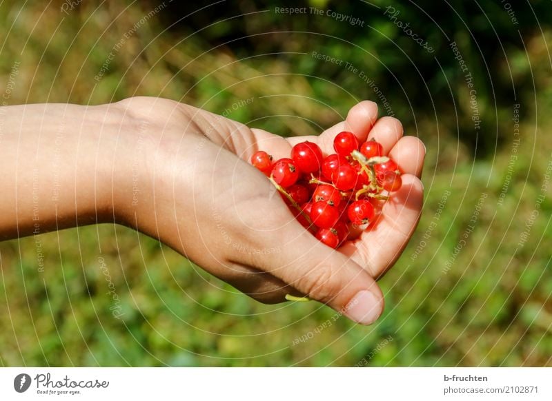 A handful of currants Fruit Organic produce Boy (child) Hand Fingers 3 - 8 years Child Infancy Nature Summer Fresh Healthy Green Red Leisure and hobbies