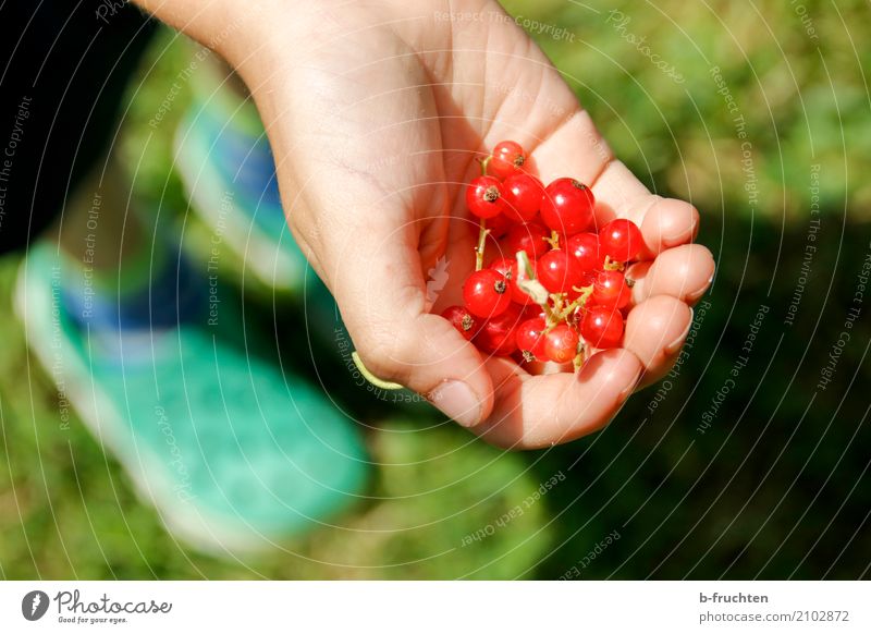 Do you want some? Fruit Child Boy (child) Hand Fingers 3 - 8 years Infancy To hold on Red Desire Redcurrant Garden Harvest Mature Berries Berry bushes Pick