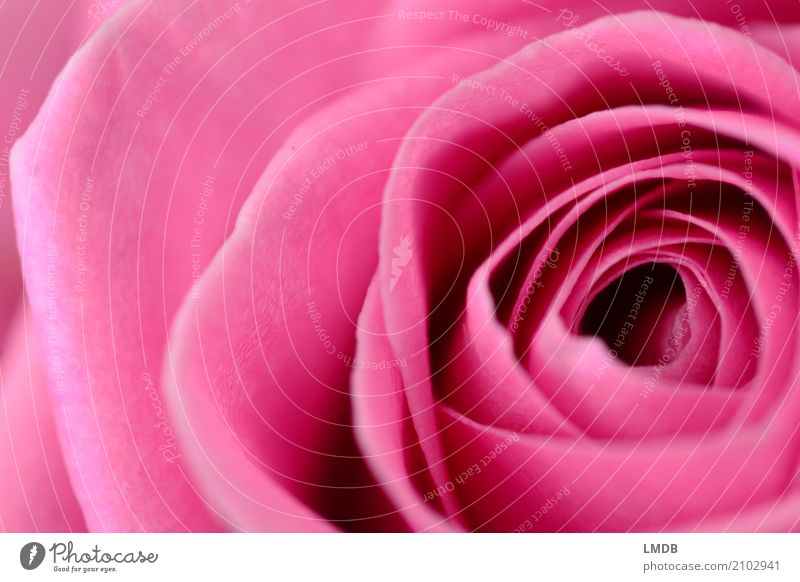 Rose Pink Red - 2 Nature Plant Flower Blossom Blossoming Fragrance Love Emotions Infatuation Romance Beautiful Blossom leave Delicate Colour photo Close-up