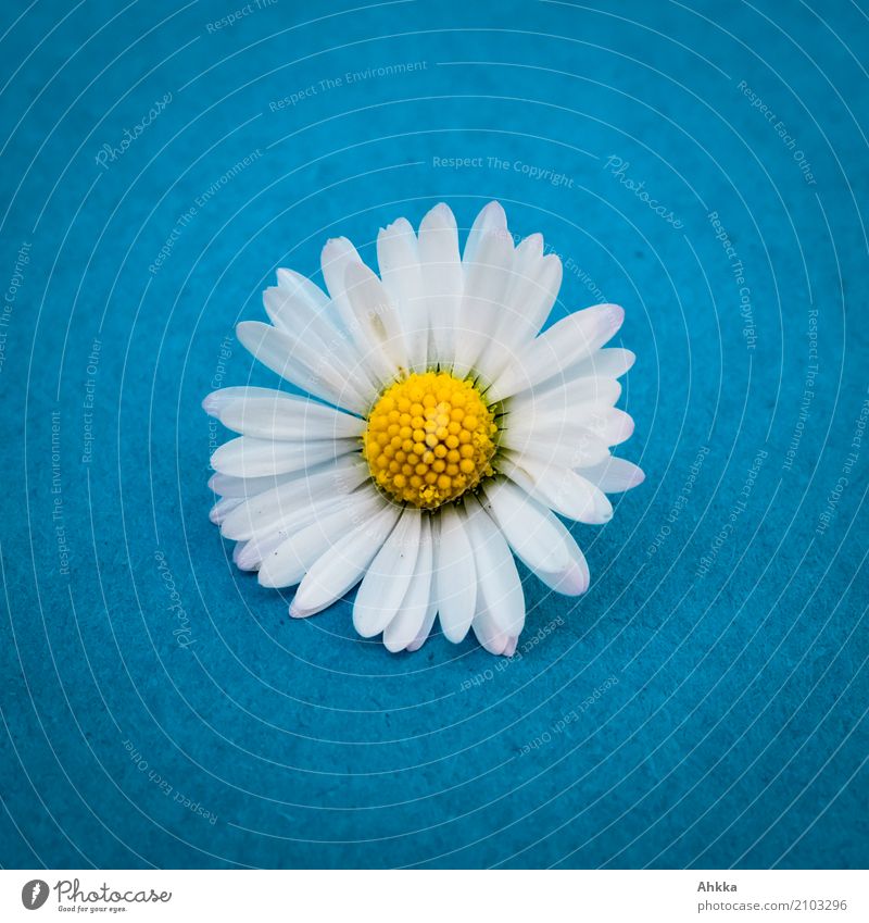 Daisy heads on blue Life Contentment Senses Fragrance Nature Plant Summer Climate Blossom Friendliness Happiness Positive Blue Yellow White Happy Hope