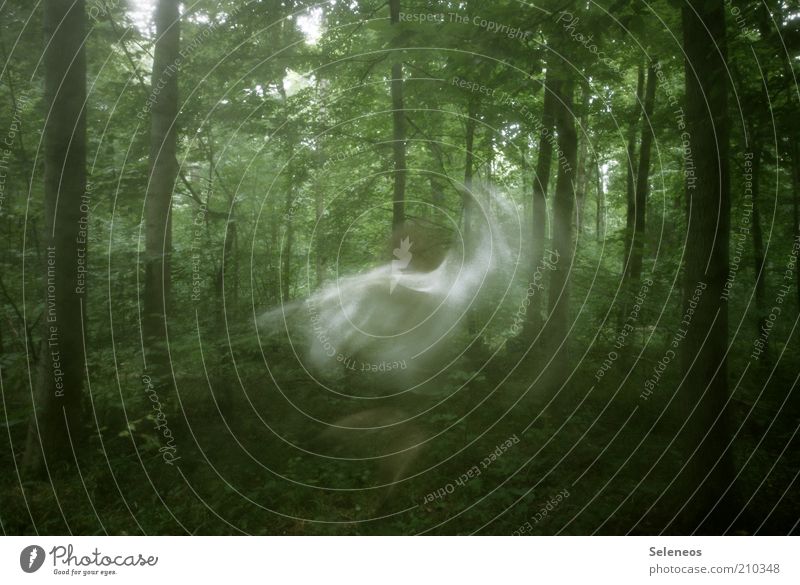 forest fairy Trip Human being Art Environment Nature Landscape Summer Plant Tree Forest Movement Rotate Dance Dream Mysterious Long exposure Fairy