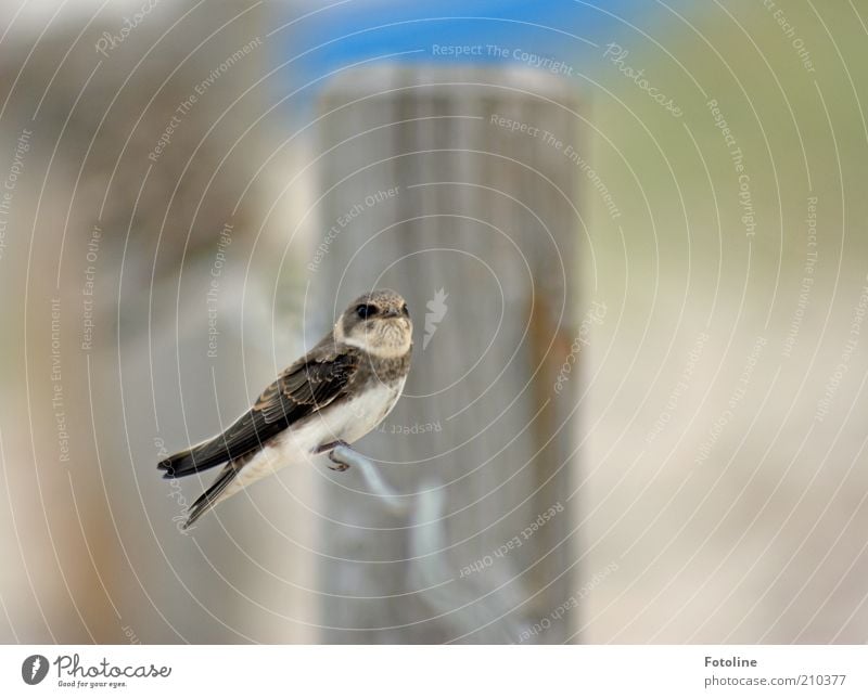 on one's own Environment Nature Animal Wild animal Bird Wing 1 Sit Bright Near Natural Swallow Colour photo Subdued colour Exterior shot Close-up