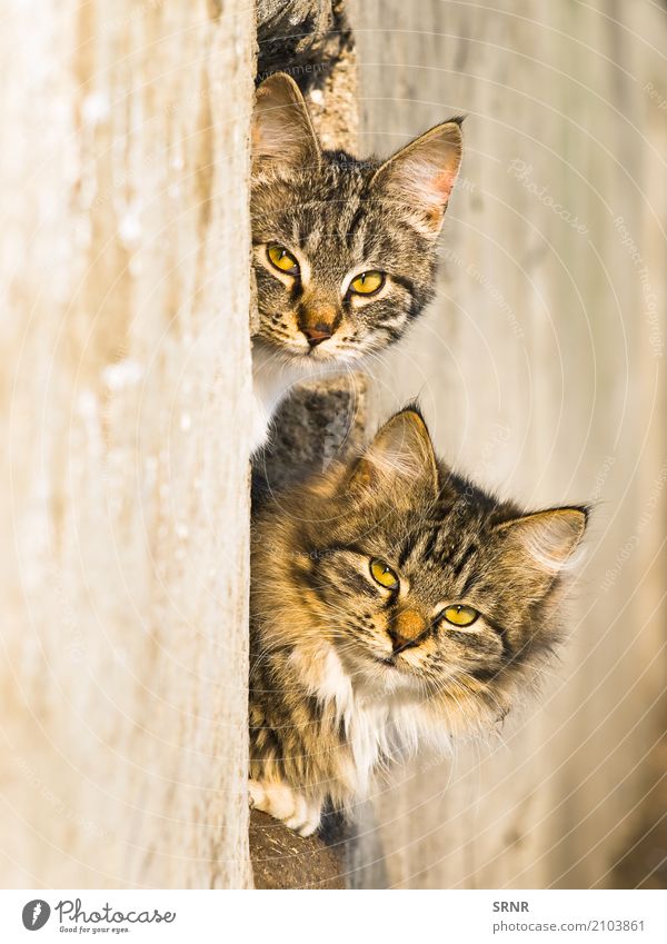 Outdoor Cats Animal Fur coat Pet Wild Delightful Aperture cats ears embrasure fluffy furry Hole Kitten lazy Look out Mammal peek out peep peep out peer