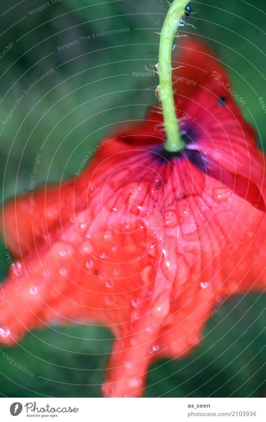 After the rain Calm Summer Garden Environment Nature Plant Water Drops of water Climate Weather Rain Flower Blossom Poppy Poppy blossom Stalk Blossom leave Hang