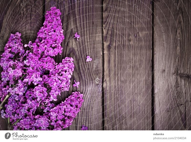Branch of a purple lilac Beautiful Nature Plant Flower Leaf Blossom Bouquet Wood Fresh Bright Natural Brown Pink Colour blooming Lilac Floral spring