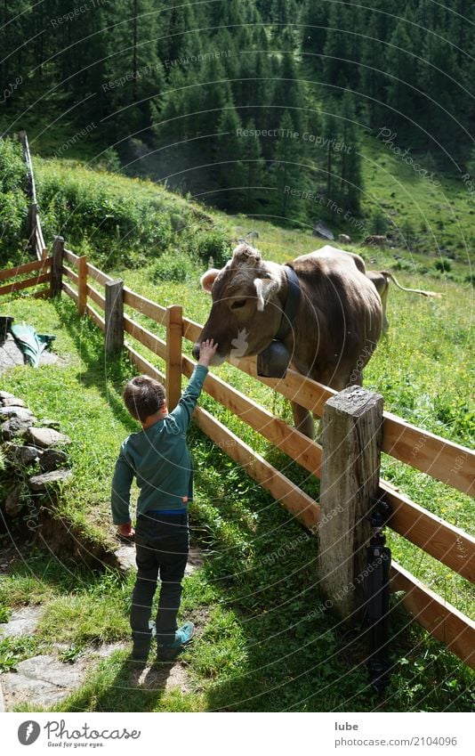 Touching Agriculture Forestry Boy (child) Infancy 1 Human being 3 - 8 years Child Environment Nature Landscape Summer Mountain Animal Cow Malfonalm Confidential