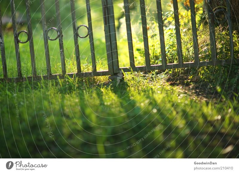 A breath of summer Environment Nature Sunlight Beautiful weather Garden door Old Brown Green Colour photo Exterior shot Deserted Twilight Shallow depth of field