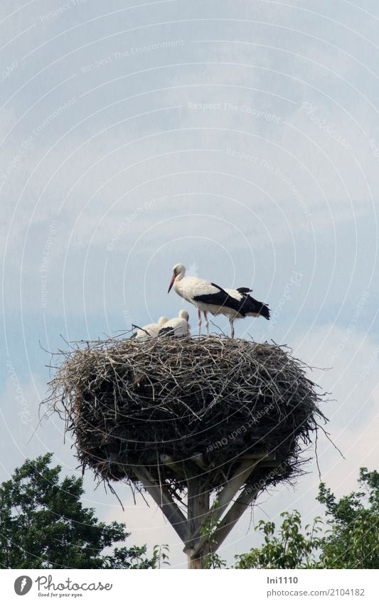 stork's nest Nature Plant Animal Summer Beautiful weather Meadow Lakeside Wild animal Bird Wing Stork 4 Group of animals Baby animal Power Attentive