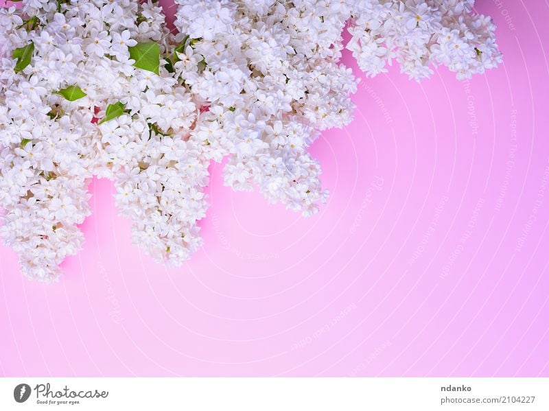 bouquet of blossoming white lilacs Beautiful Feasts & Celebrations Nature Plant Flower Leaf Blossom Bouquet Fresh Bright Natural Pink White Colour blooming