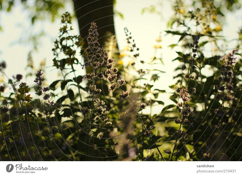 In the shade Nature Landscape Plant Sunlight Tree Flower Grass Bushes Garden Yellow Green Back-light Shade of a tree Warmth Visual spectacle Growth Colour photo