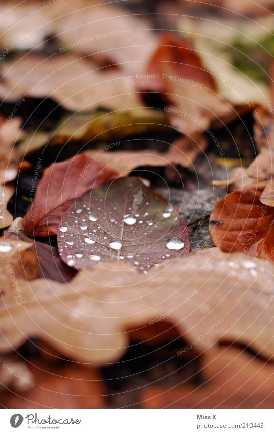foliage Nature Drops of water Autumn Leaf Wet Gloomy Brown Decline Transience Autumn leaves Autumnal Dew Colour photo Exterior shot Close-up Deserted