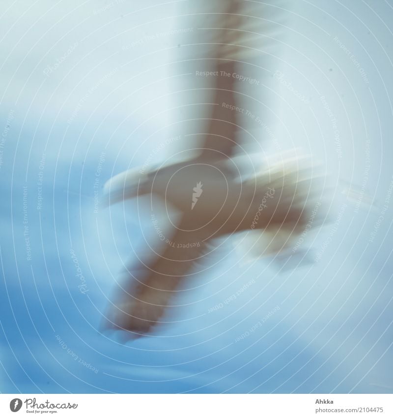 peace, seagull, sky, blurred, blue, bird Vacation & Travel Island Nature Sky Animal Wild animal Bird Sign Running Catch Flying Hunting Free Natural Speed Blue