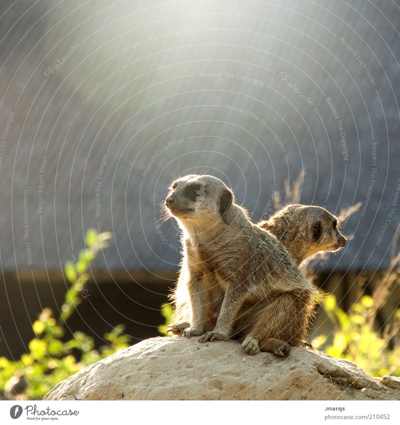 guard Meerkat 2 Animal Observe Discover Looking Sit Wait Exotic Curiosity Cute Watchfulness Conscientiously Unwavering Expectation Teamwork Attachment Mammal