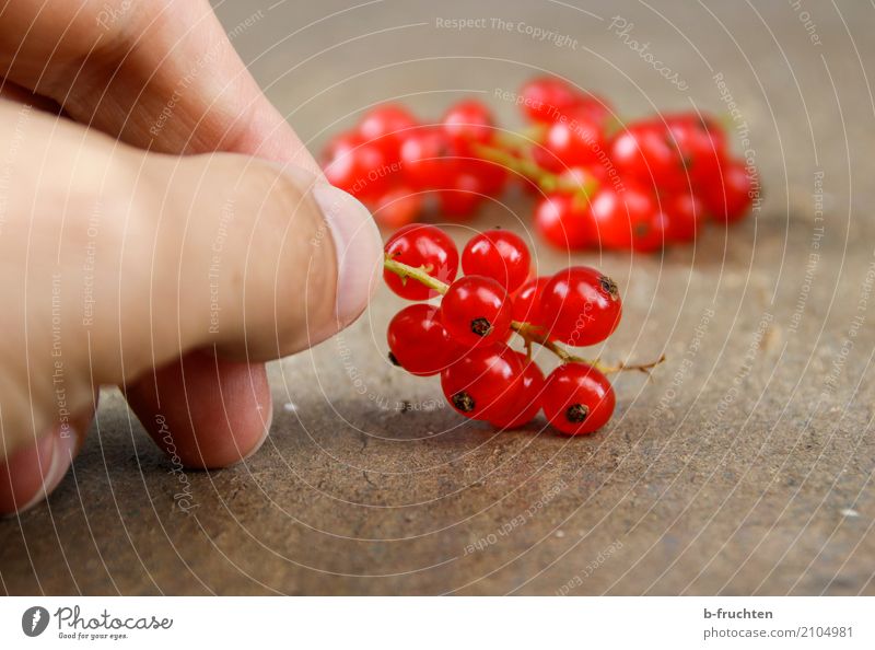 Red Currants Fruit Organic produce Vegetarian diet Diet Man Adults Fingers 30 - 45 years To hold on Fresh Healthy Beginning To enjoy Redcurrant Blossom Board