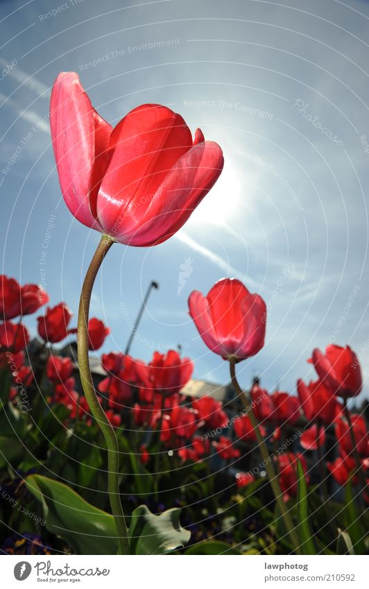 dancing in the sun Nature Plant Sky Sun Spring Beautiful weather Flower Grass Blossom Garden Blue Pink Red Colour photo Multicoloured Close-up Detail Deserted