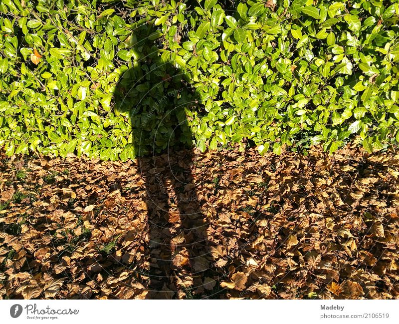 Shadow of a photographing man in autumn Life Relaxation Calm Meditation Freedom Hiking Garden Thanksgiving Human being Masculine Man Adults Body 45 - 60 years